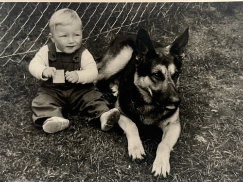 Bambino cane pastore - , foto